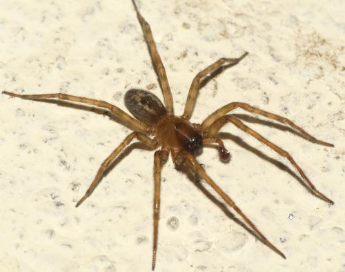 Amaurobius similis